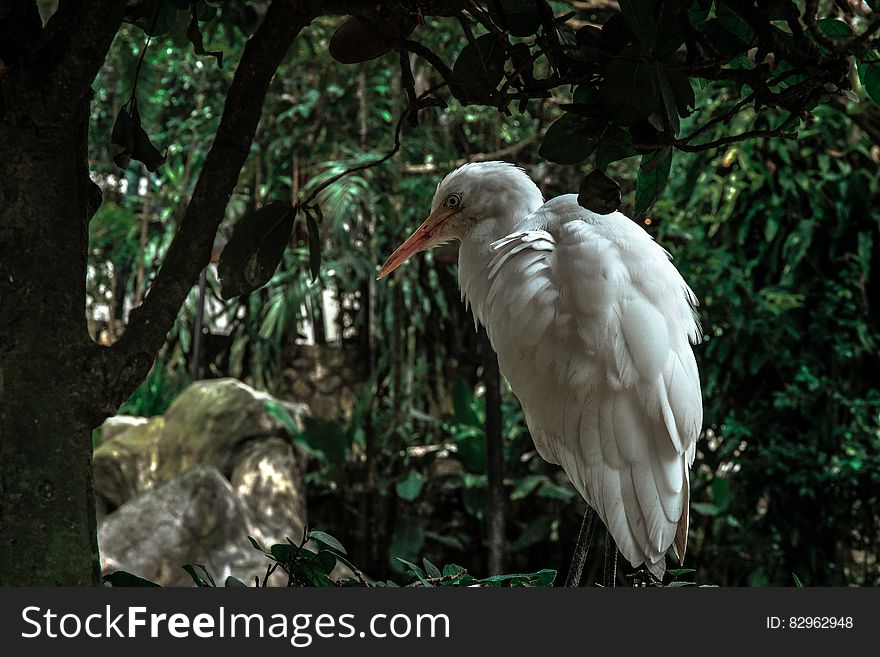 Side view of white feathered bird in tropical forest or jungle. Side view of white feathered bird in tropical forest or jungle.