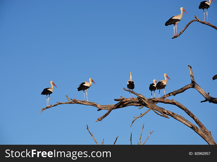 White and Black Long Beaked Birds on Brown Tree Branch