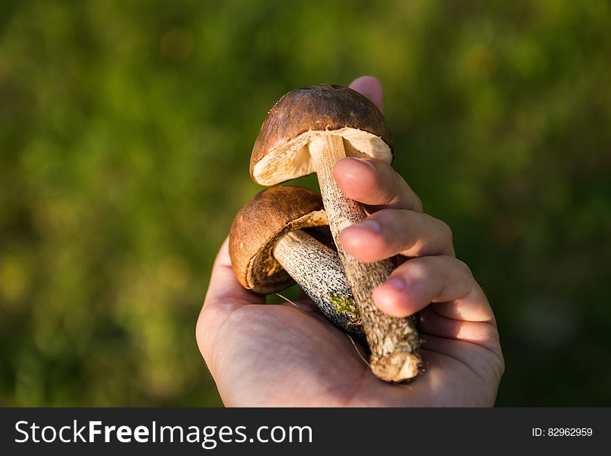 Hand of person holding two toadstools with long stems, green nature background. Hand of person holding two toadstools with long stems, green nature background.