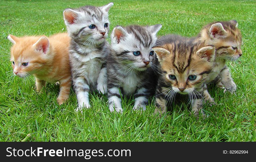 Group of kittens standing in green grass on sunny day. Group of kittens standing in green grass on sunny day.