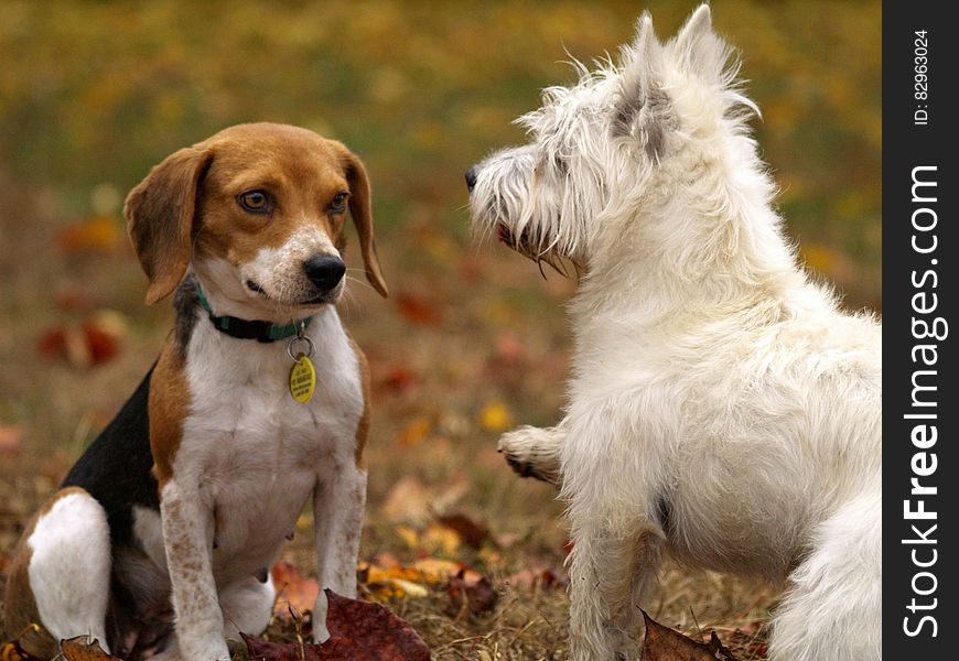 White dog and beagle dog playing in sunny yard. White dog and beagle dog playing in sunny yard.