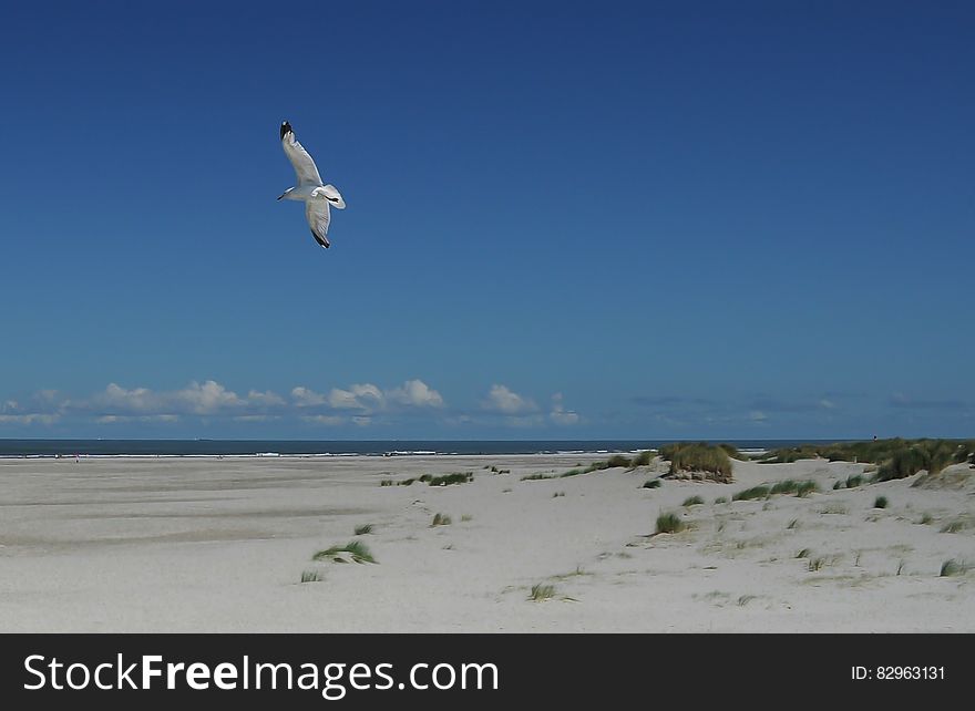 A seagull flying above a sandy beach. A seagull flying above a sandy beach.