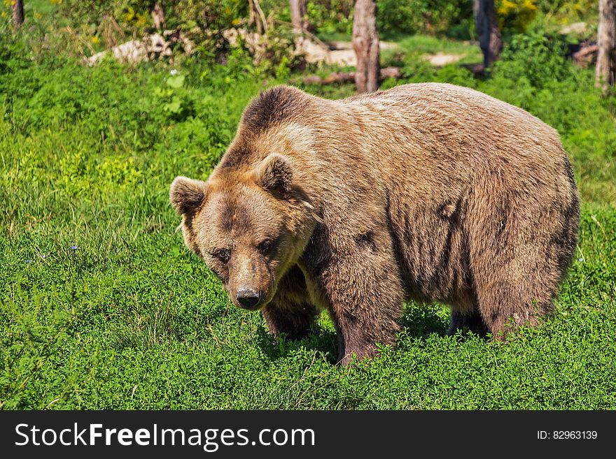 A brown bear standing in a forest clearing.