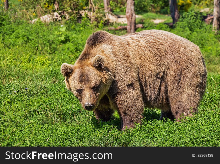 Brown Bear