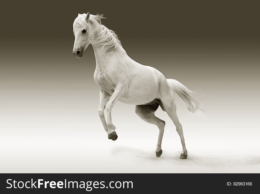 White horse rearing up in studio portrait. White horse rearing up in studio portrait.