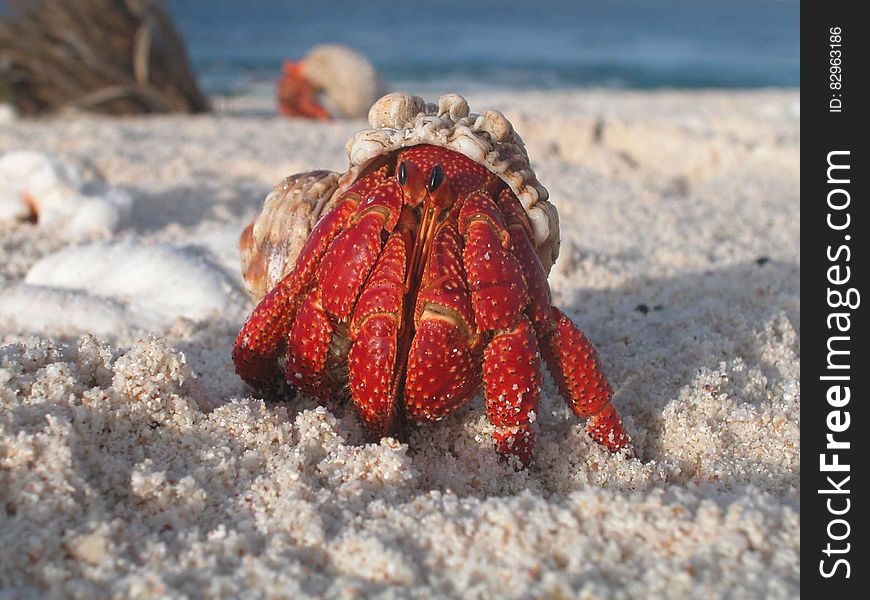 Close up of red hermit crab in shell on sunny beach. Close up of red hermit crab in shell on sunny beach.