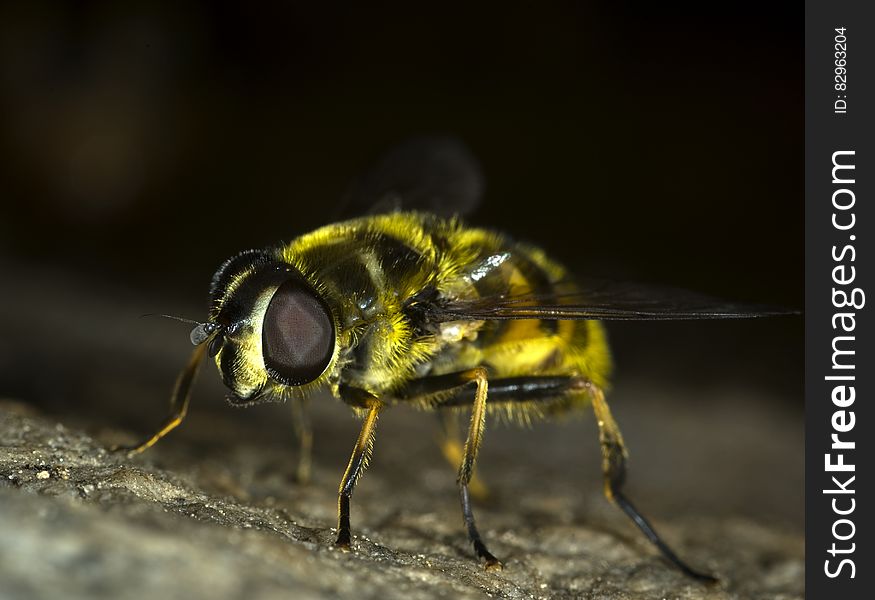 Close up macro of housefly. Close up macro of housefly.