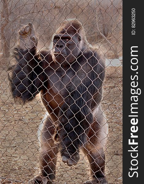 Gorilla standing next to chain link fencing outdoors. Gorilla standing next to chain link fencing outdoors.