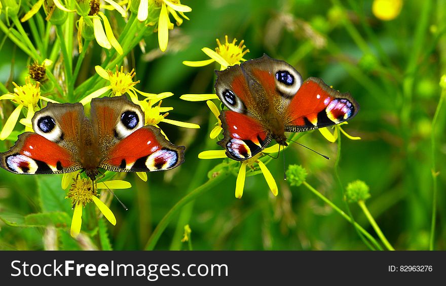 2 Peacock Butterflies Perched on Yellow Flower in Close Up Photography during Daytime