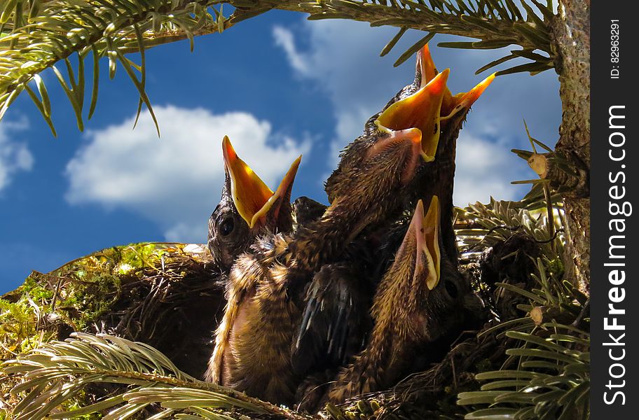 Close up of hungry baby birds waiting to be fed in nest against blue skies.