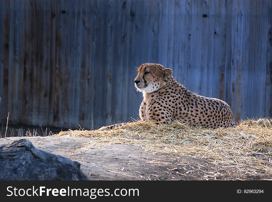 Portrait of adult cheetah laying in stray in zoo enclosure on sunny day. Portrait of adult cheetah laying in stray in zoo enclosure on sunny day.