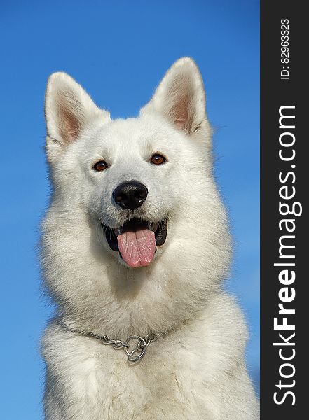 White Long Coated Medium Size Dog Sticking Tongue Out during Daytime