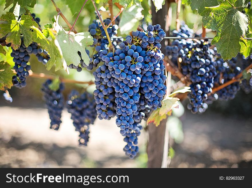 Grapes ripening on vine in sunny Napa Valley vineyard, California. Grapes ripening on vine in sunny Napa Valley vineyard, California.