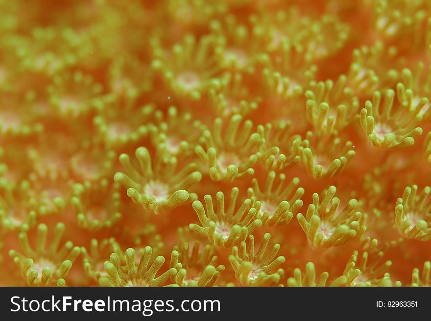 Yellow Coral Field