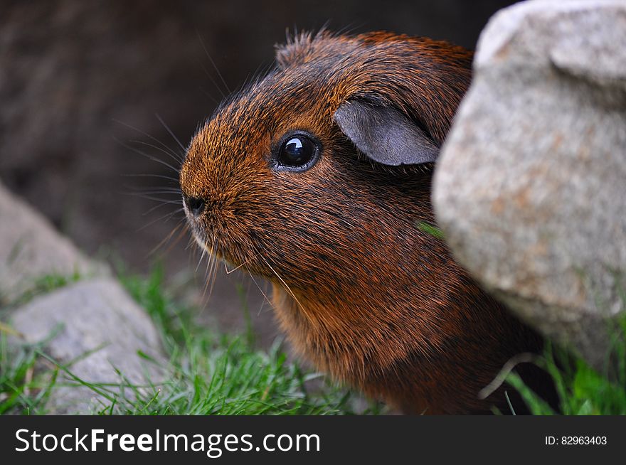 Brown and Black Guinea Pig