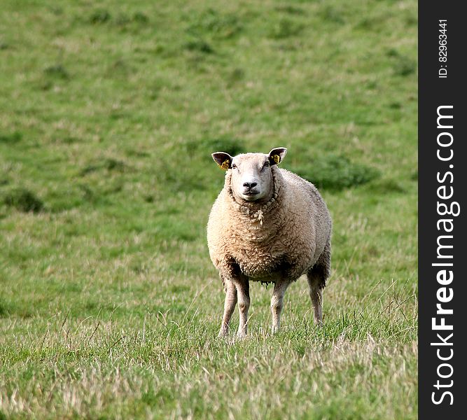 A woolly sheep standing on a green pasture. A woolly sheep standing on a green pasture.