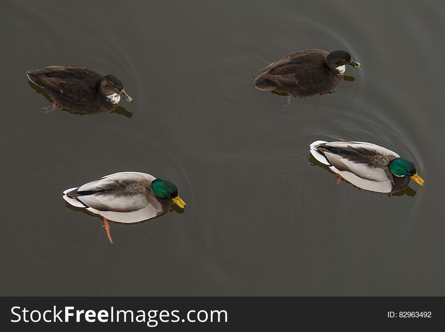 4 Ducks on the Water