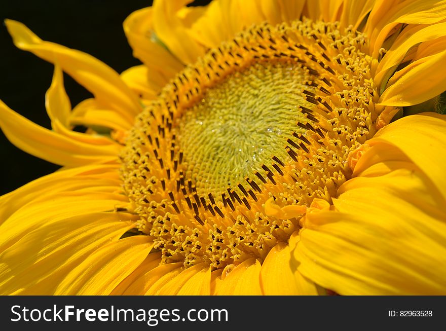 Close up of yellow flower against black. Close up of yellow flower against black.