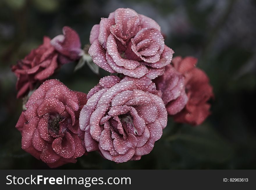 Pink Petaled Flowers Close Up Photography