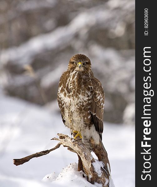 Brown and White Eagle