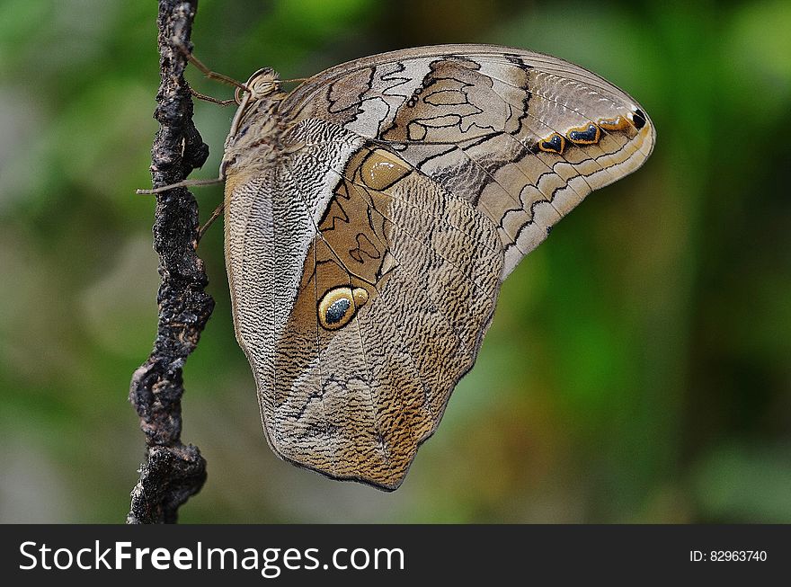 Brown Butterfly On Plant Stem