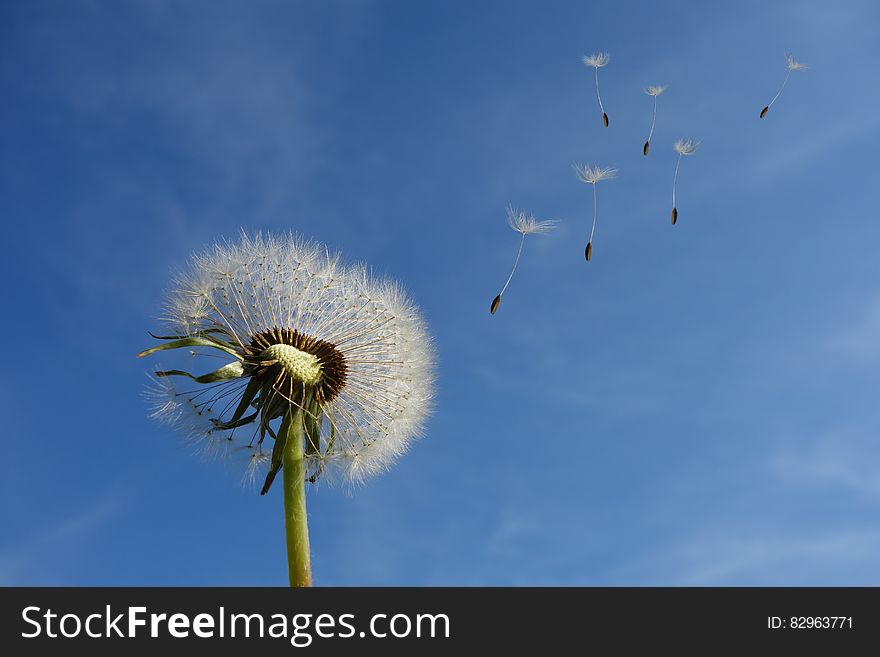 White Dandelion Under Blue Sky and White Cloud