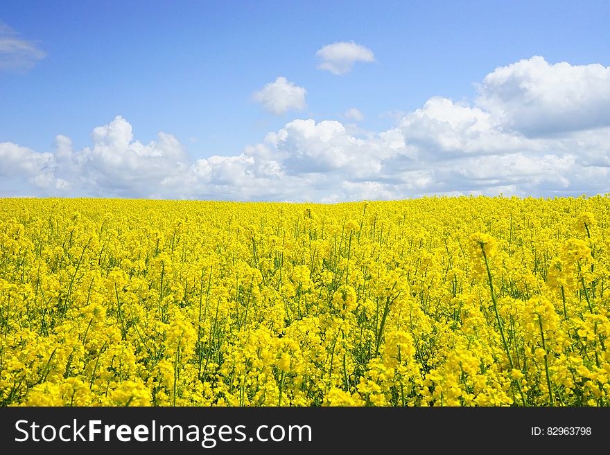 Yellow Flower Field Under Blue Cloudy Sky during Daytime