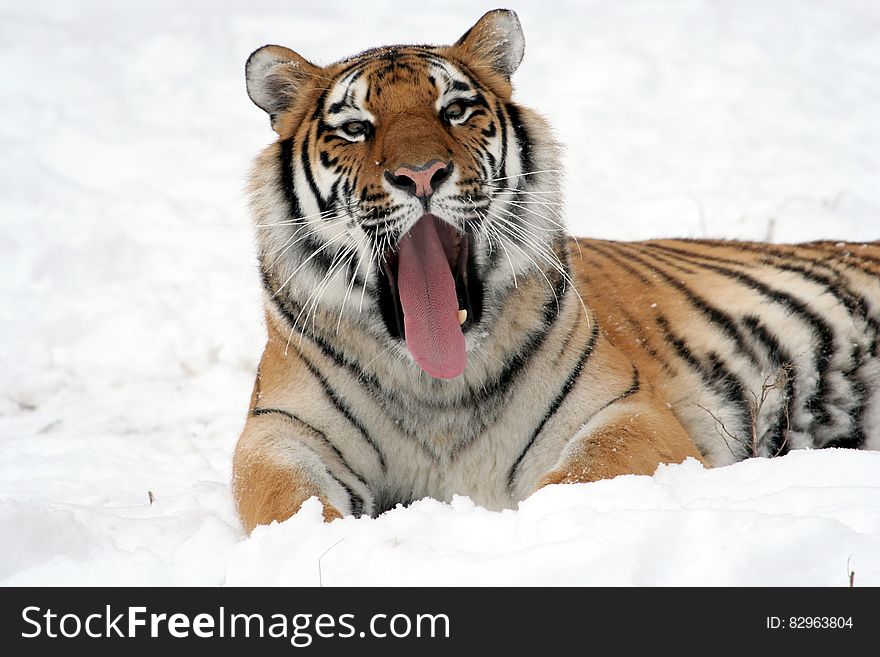 Tiger Lying on Snow Field While Yawning