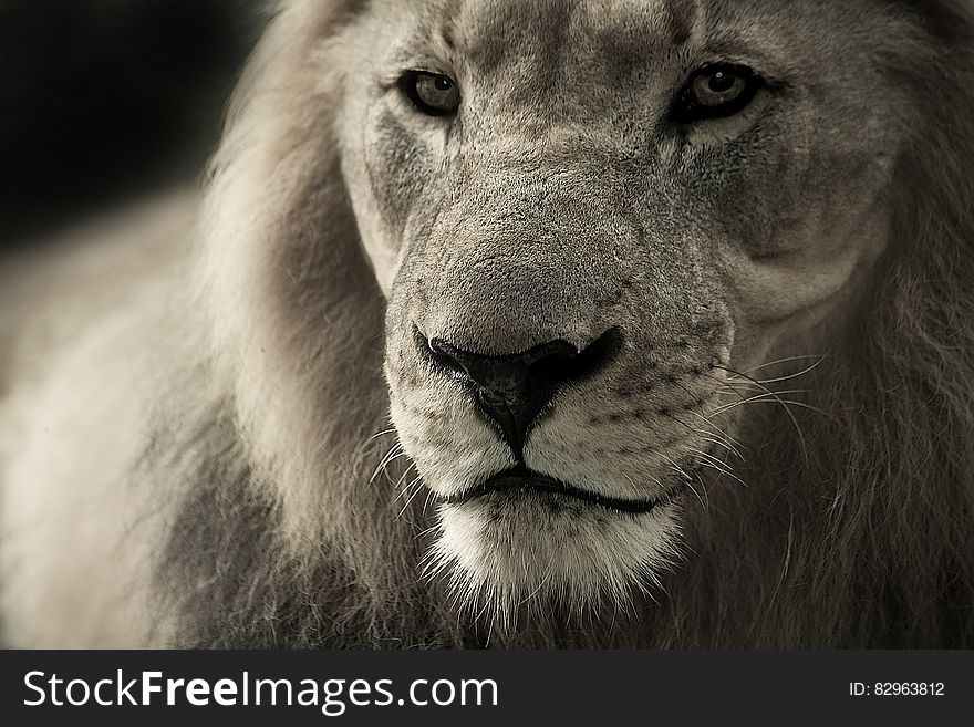Black and White Lion Photograph