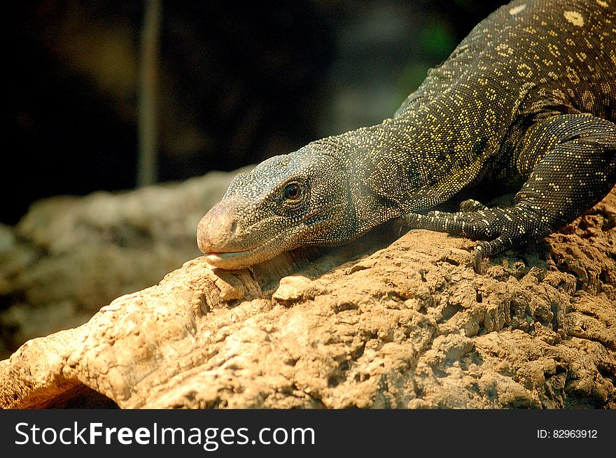 A close up of a monitor lizard on a rock.