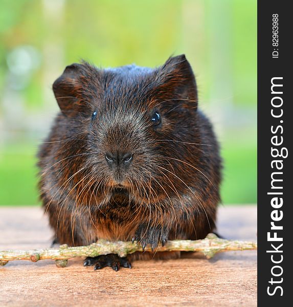 Black And Brown Rodent