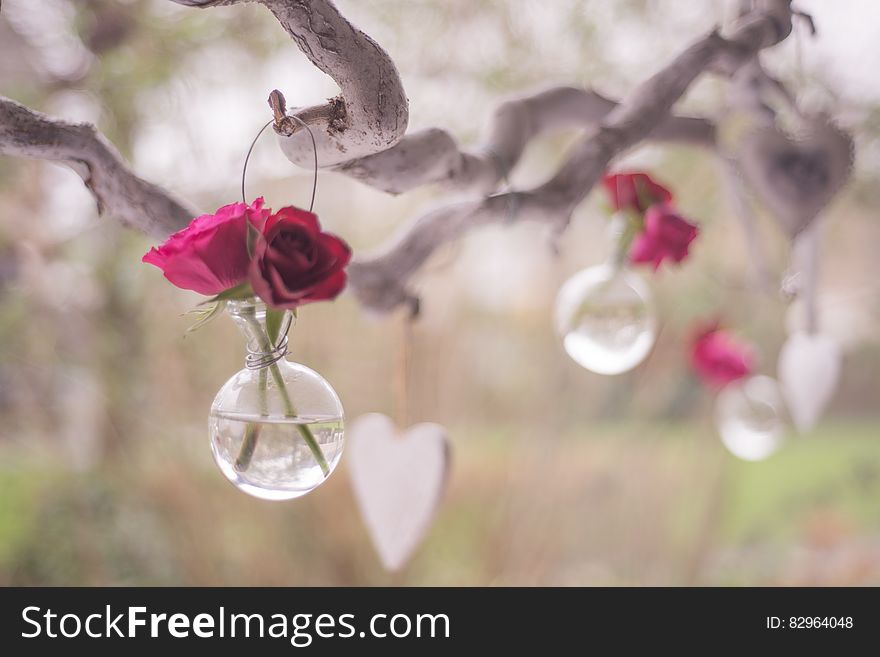 Close up of small glass vases of rose buds hanging from tree branches for Valentine's Day. Close up of small glass vases of rose buds hanging from tree branches for Valentine's Day.
