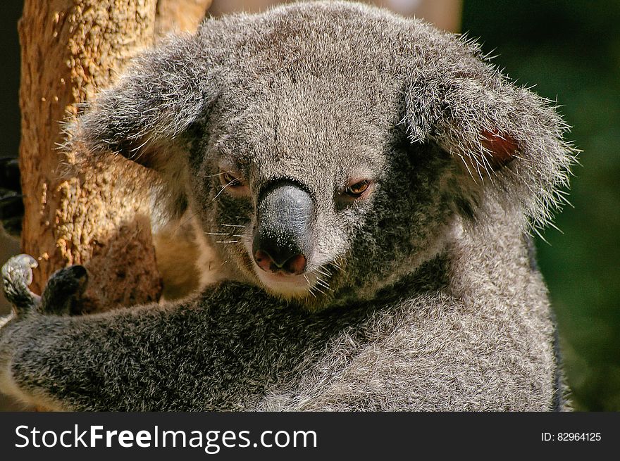 Koala Bear on Tree during Daytime