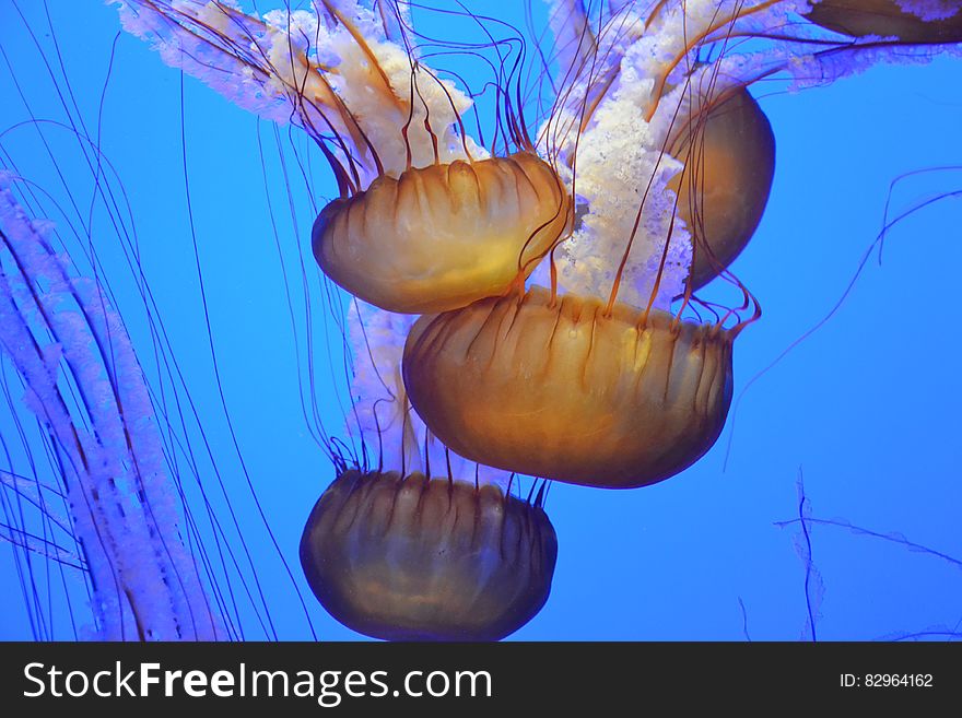 A swarm of jellyfish swimming in aquarium. A swarm of jellyfish swimming in aquarium.