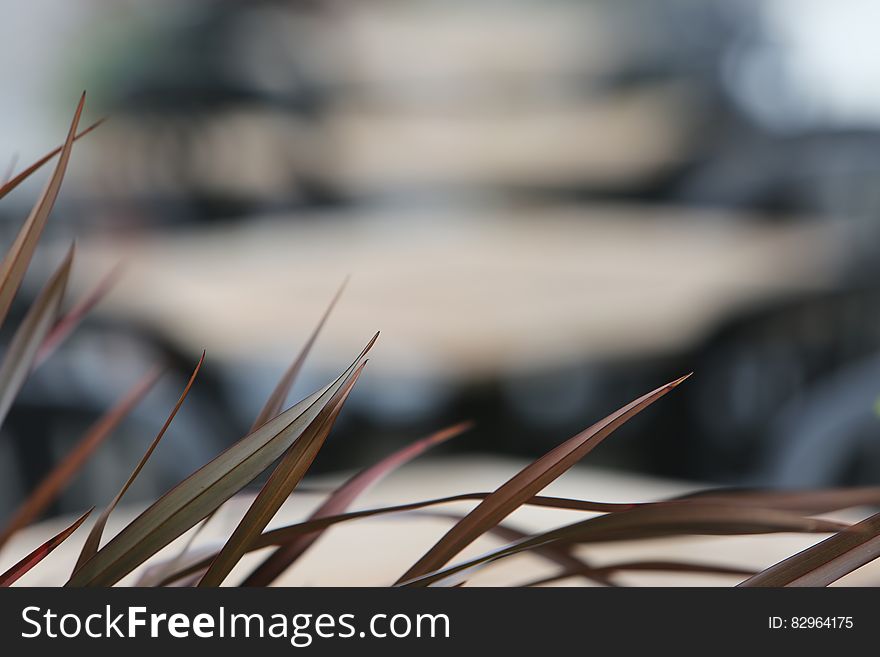 Shallow Focus Photography Of Brown Grass