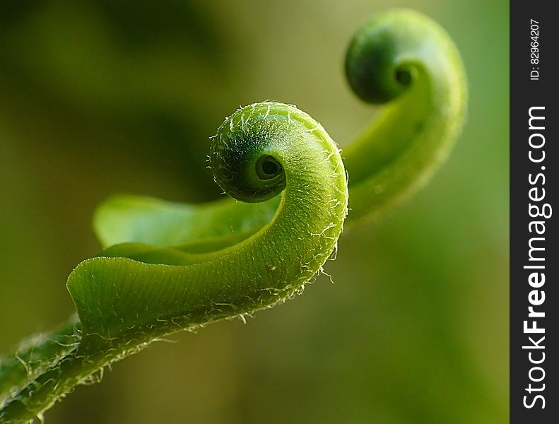 Close Up Photography Of A Green Leaf Sprout