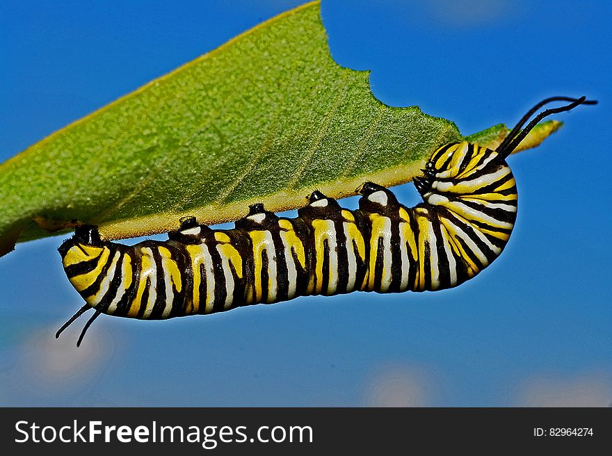 Black Yellow and White Monarch Butterfly Caterpillar