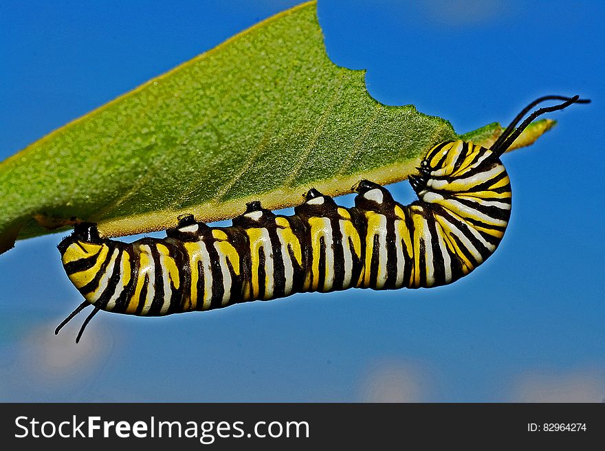 Black Yellow And White Monarch Butterfly Caterpillar