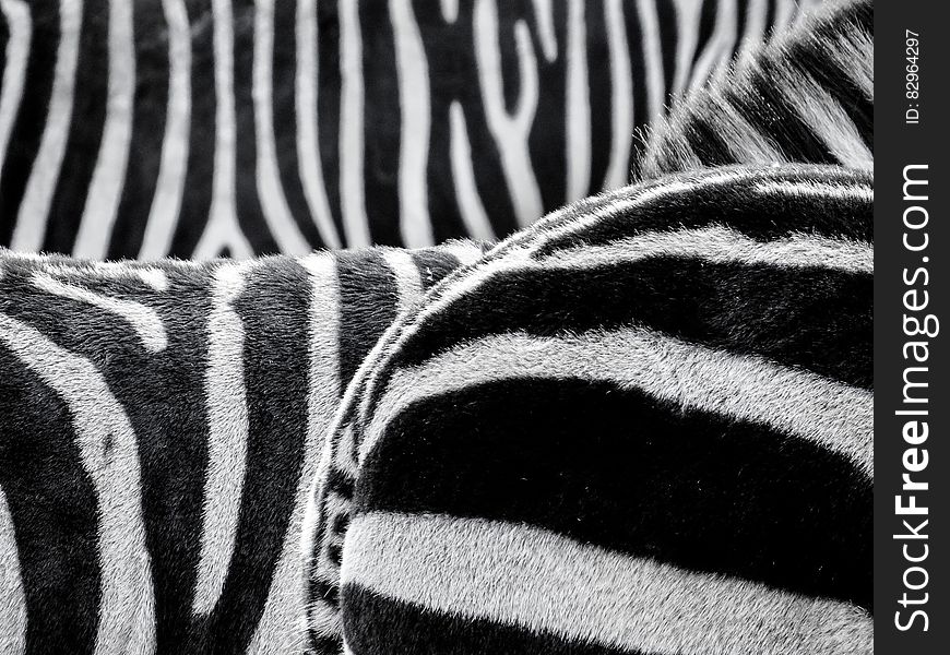 Black and White Zebra Patternt