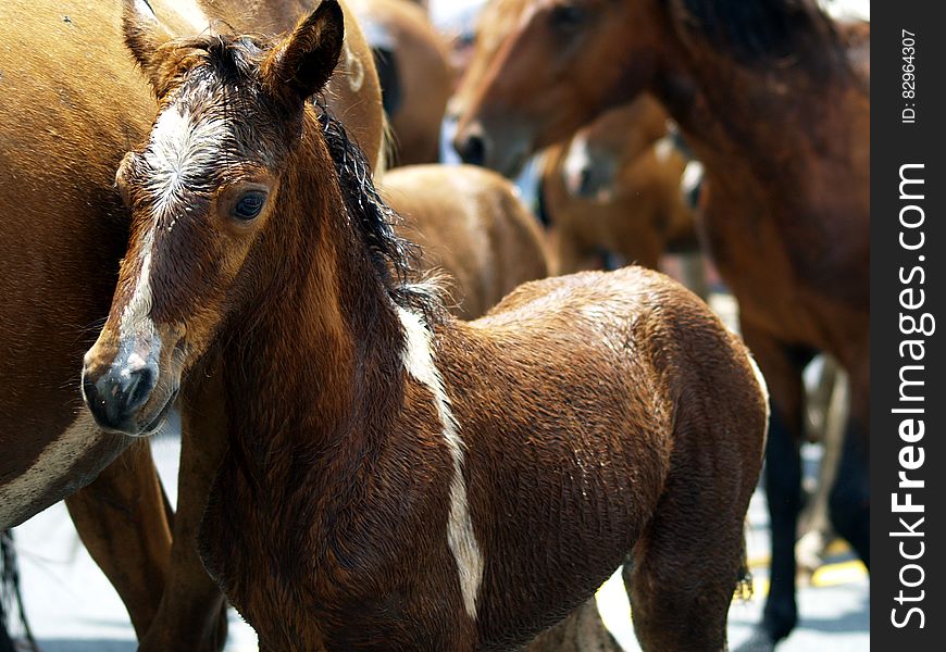 Young brown foal stood among herd of horses. Young brown foal stood among herd of horses.