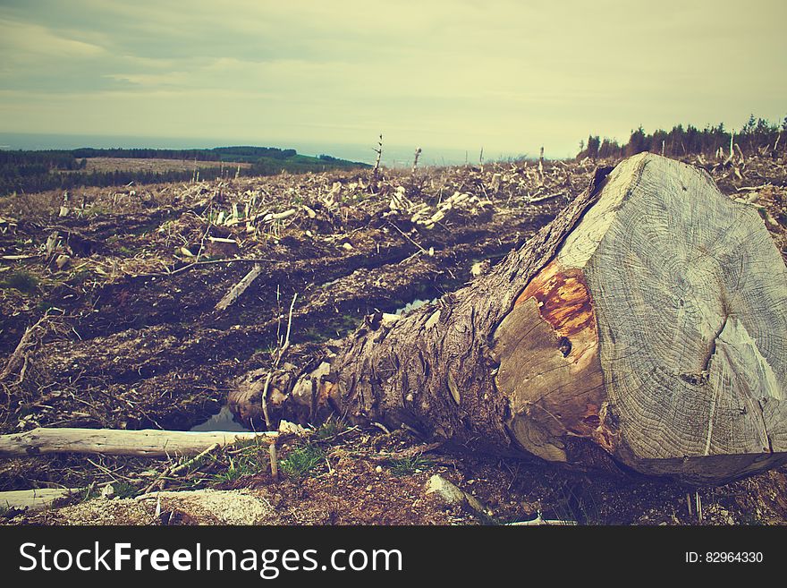 Fallen tree trunk lying in cleared in countryside field. Fallen tree trunk lying in cleared in countryside field.