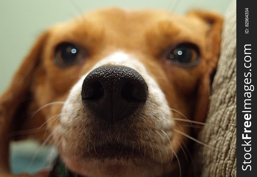 Closeup portrait of cute beagle dog.