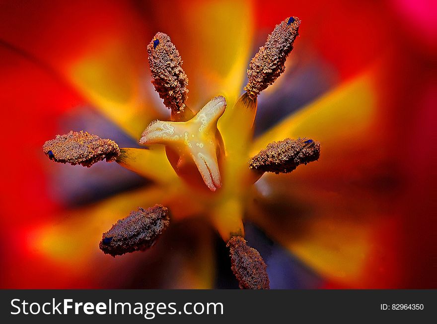 Black Yellow And Red Flower Stigma In Tilt Shift Lens