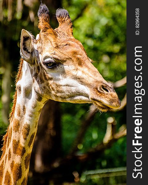 Portrait of African giraffe outdoors with green leafy trees in background. Portrait of African giraffe outdoors with green leafy trees in background.