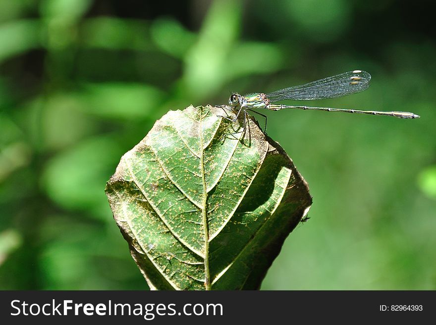 Close up of dragonfly perched on leaf in sunny garden. Close up of dragonfly perched on leaf in sunny garden.