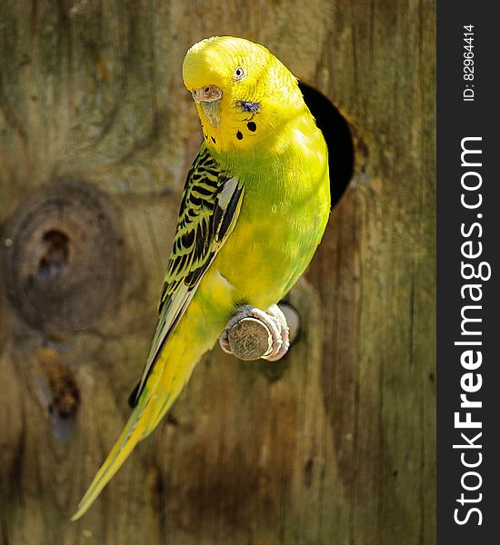 Yellow and Black Parakeet