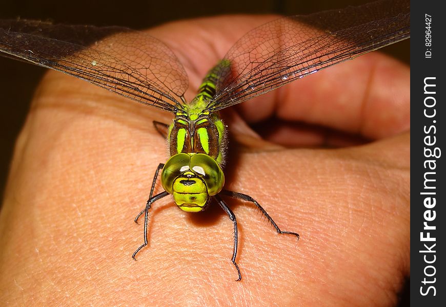 Green Dragonfly on Person Hand