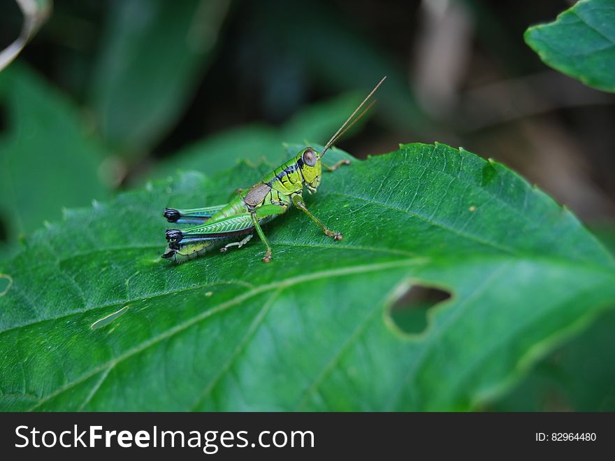 Grasshopper On Green Leaf