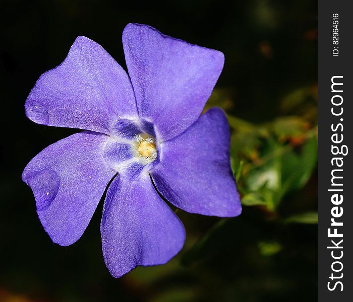 Purple 5 Petaled Flower