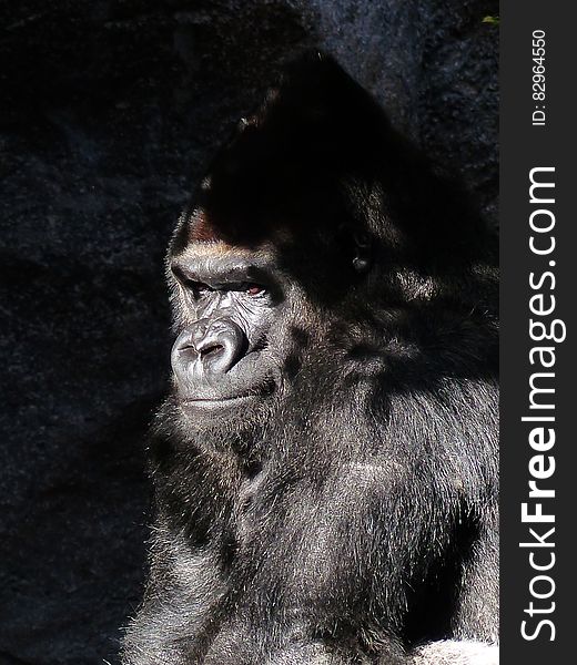 Black Gorilla Closed Up Photography